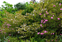 Rhododendrons Homepage