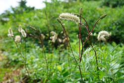 Rhododendrons Homepage