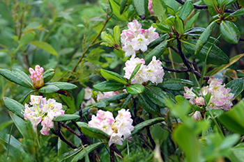 Rhododendrons Homepage